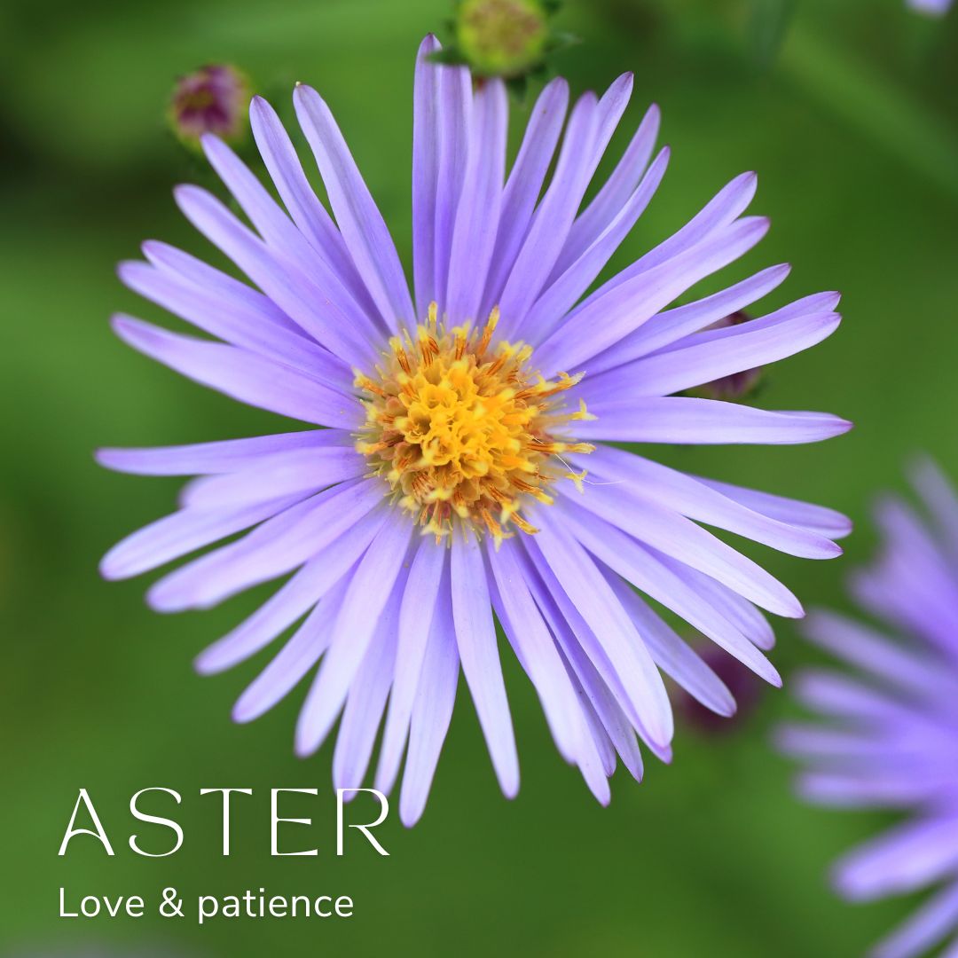 Aster September Birth Flower Alexander Thurlow Flower Jewellery