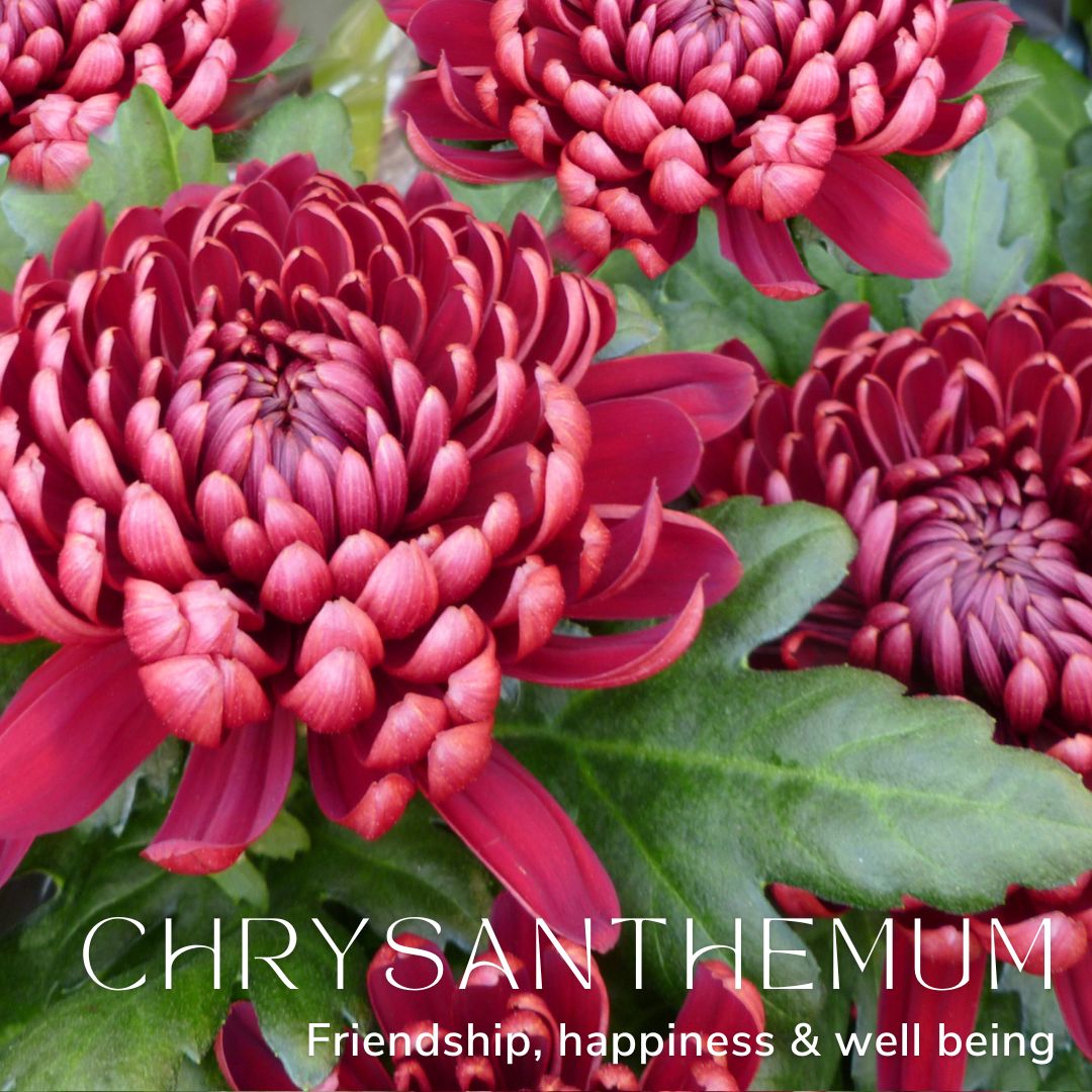 Chrysanthemum November Birth Flower Alexander Thurlow Flower Jewellery