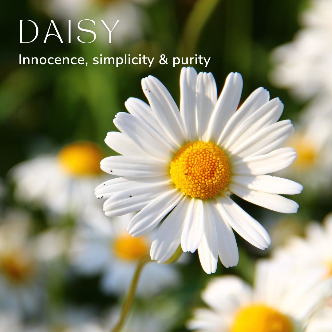 Daisy April Birth Flower Alexander Thurlow Flower Jewellery