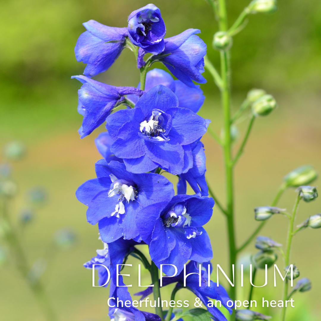 Delphinium July Birth Flower Alexander Thurlow Flower Jewellery