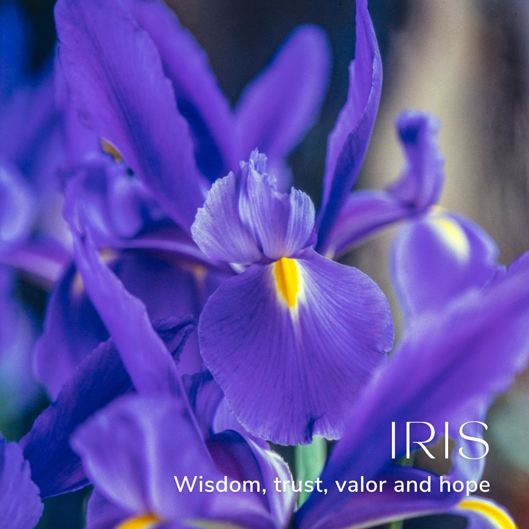 Iris February Birth Flower Alexander Thurlow Flower Jewellery