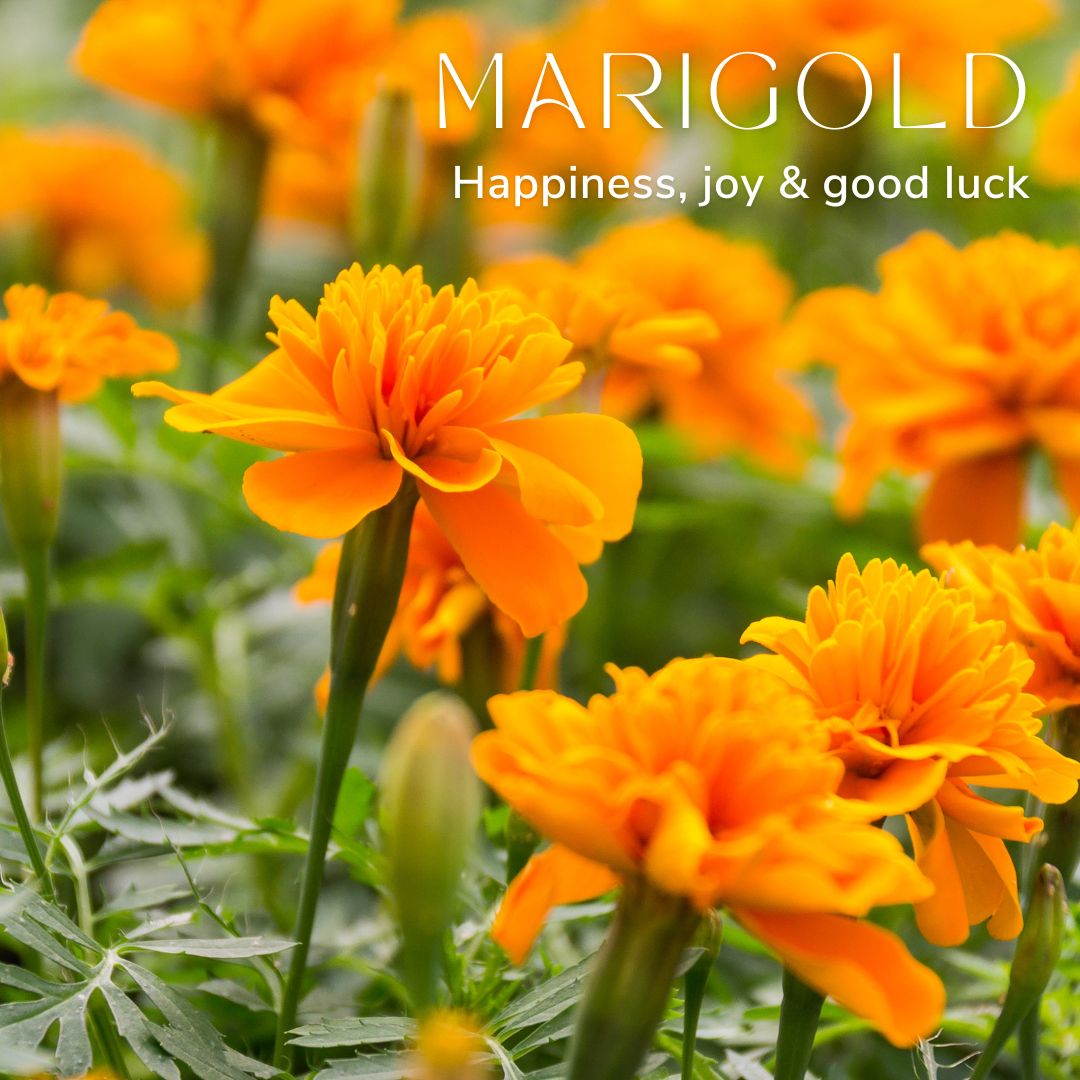 Marigold October Birth Flower Alexander Thurlow Flower Jewellery