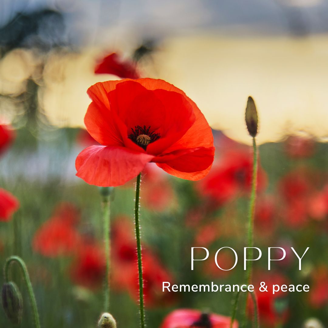 Poppy August Birth Flower Alexander Thurlow Flower Jewellery