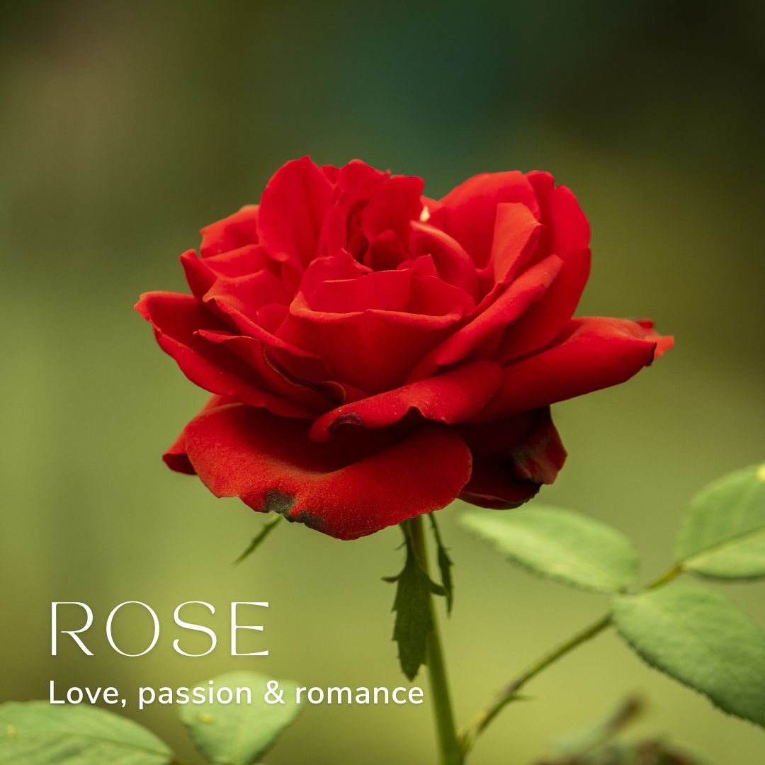 Rose June Birth Flower Alexander Thurlow Flower Jewellery