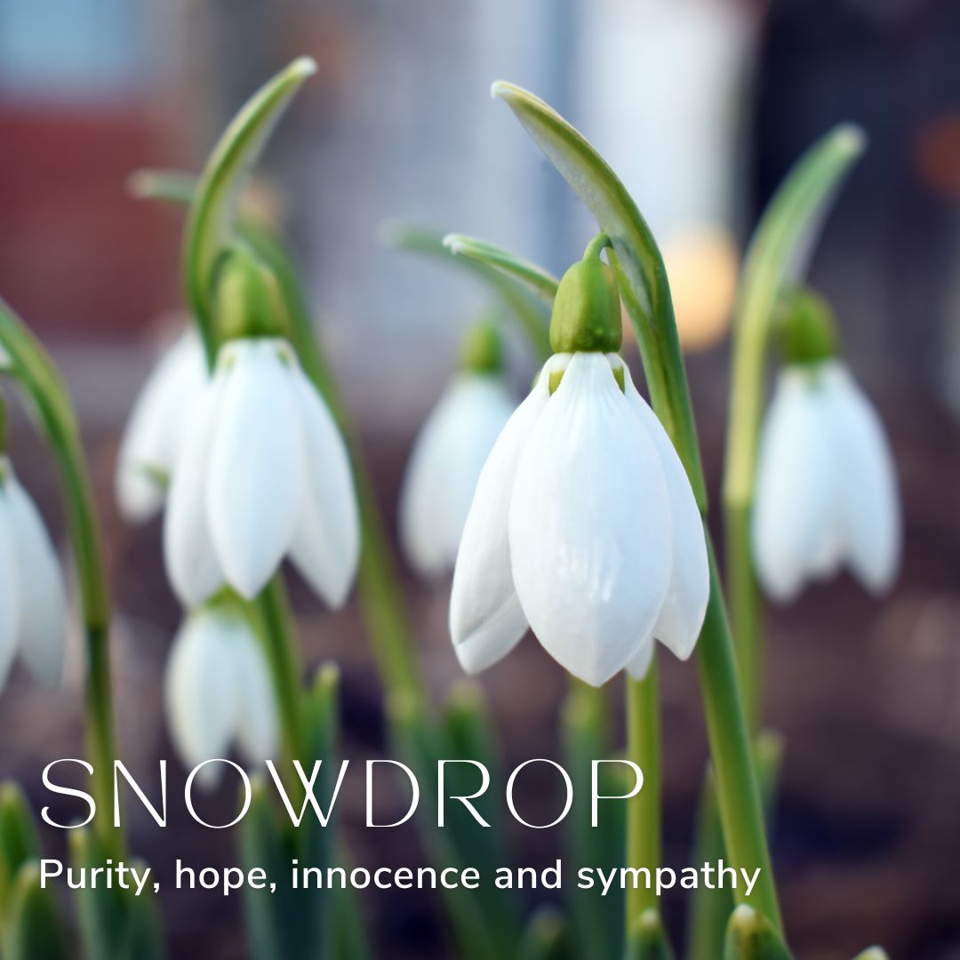 Snowdrops January Birth Flower Alexander Thurlow Flower Jewellery